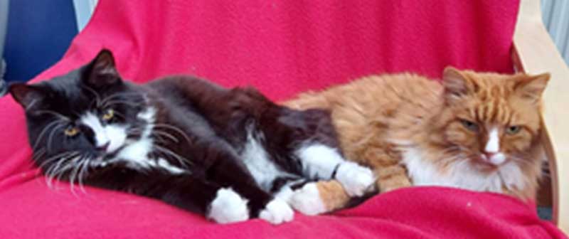 Paula-cats